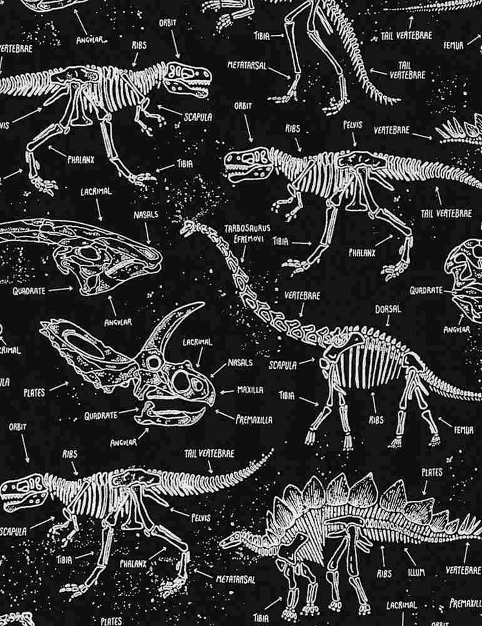 Fabric Timeless Treasures Glow in the Dark Dinosaur Skeletons Dinosaur Dig by the Quarter Yard CG5797-BLACK